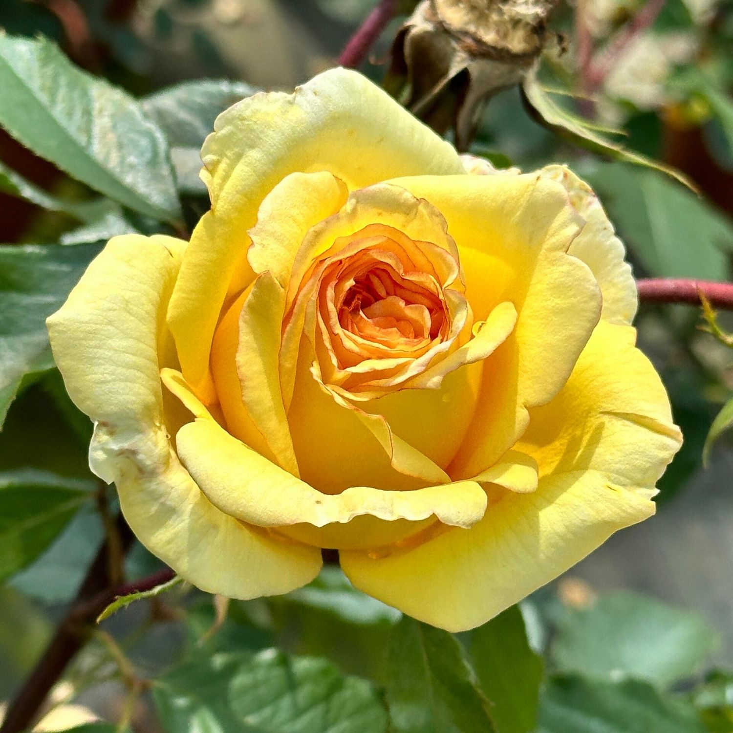 Rosa Grandi Fiori Rosa ‘Golden Parfumella ®, Rose - vaso Ø20 cm