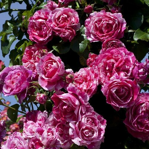 Rosa Rose, Rampicanti, Meilland Ines Sastre® - vaso Ø19 cm h 40