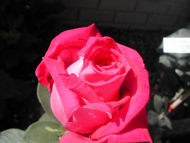 Rosa Grandi Fiori Rosa ‘Lolita Lempicka ®, Rose - vaso Ø20 cm Rosa Grandi Fiori Rosa ‘Lolita Lempicka ®, Rose - vaso Ø20 cm