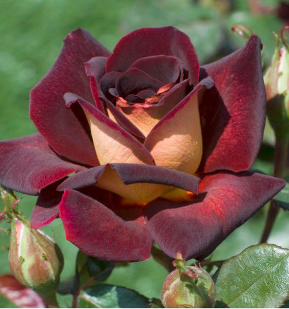 Rosa Rose - Grandi Fiori - Rosa ‘Eddy Mitchell" ®’ - Vaso 18