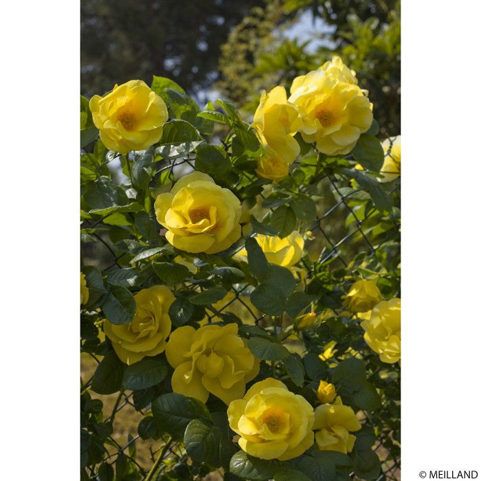 Rosa Grandi Fiori Rosa ‘Happiness ®’, Rose - vaso Ø18 cm Rosa Grandi Fiori Rosa ‘Happiness ®’, Rose - vaso Ø18 cm