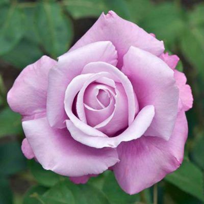 Rosa Grandi Fiori Rosa ‘Charles de Gaulle’' ®, Rose - vaso Ø20 cm Rosa Grandi Fiori Rosa ‘Charles de Gaulle’' ®, Rose - vaso Ø20 cm