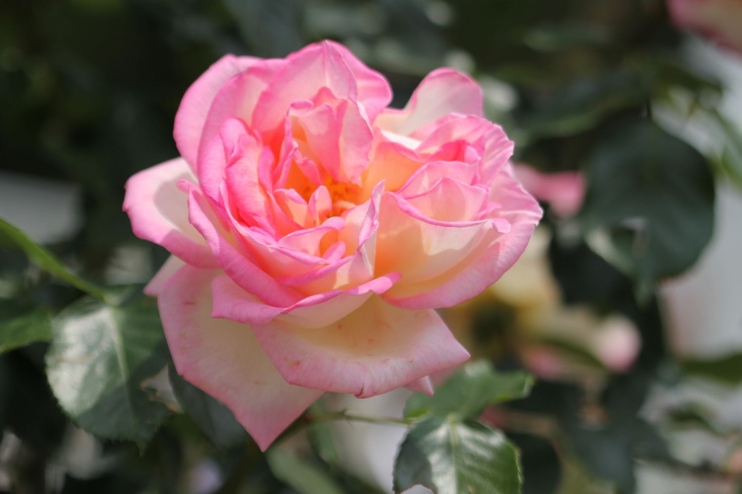 Rosa Rose, Grandi Fiori, Rosa ‘Princesse de Monaco ®’’ - Vaso 18