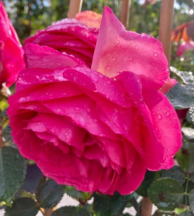 Rosa, Rose Rampicanti Rosa ‘Rouge Pierre de Ronsard ®’ Gpt - vaso Ø18 cm, h 40 cm Rosa, Rose Rampicanti Rosa ‘Rouge Pierre de Ronsard ®’ Gpt - vaso Ø18 cm, h 40 cm