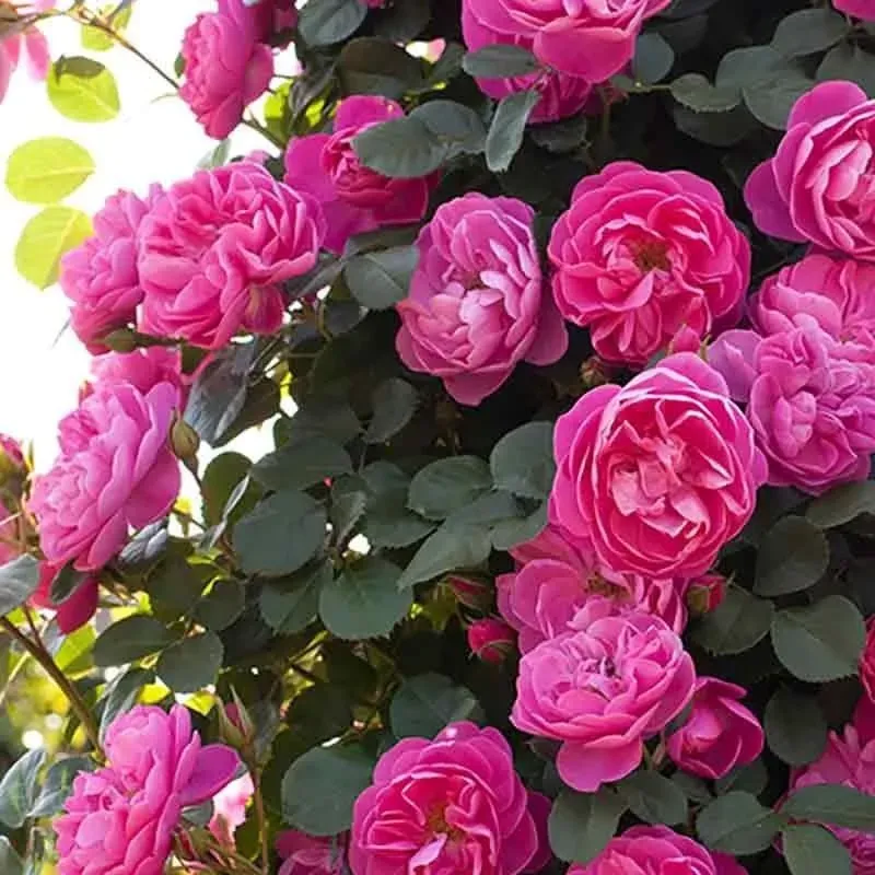 Rosa Rose, Grandi Fiori, Rosa ‘Allegro ® 2010’ - vaso 18 Rosa Rose, Grandi Fiori, Rosa ‘Allegro ® 2010’ - vaso 18