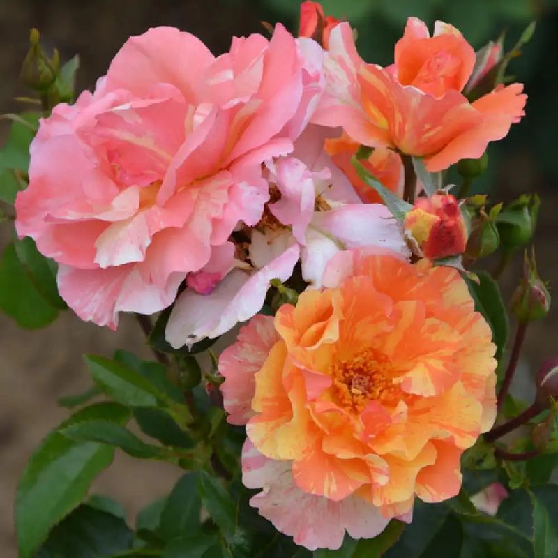 Rosa Rose - Grandi Fiori - Rosa ‘Sorbet Fruité ®’ - Vaso 18 Rosa Rose - Grandi Fiori - Rosa ‘Sorbet Fruité ®’ - Vaso 18