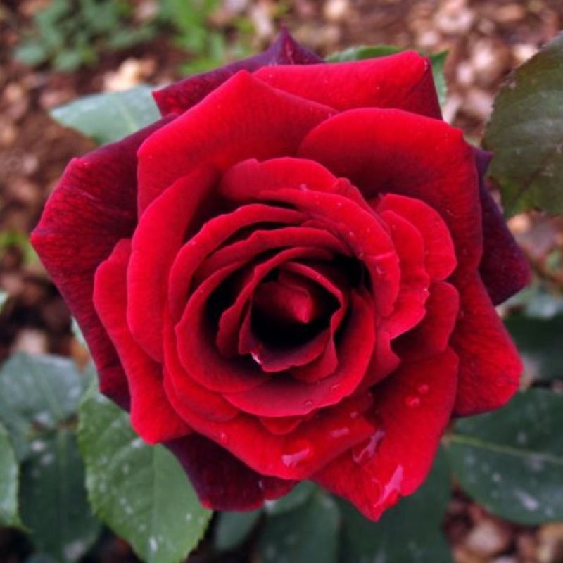 Rosa Rose, Grandi Fiori, Rosa ‘ Edith Piaf ®’ - Vaso 18 Rosa Rose, Grandi Fiori, Rosa ‘ Edith Piaf ®’ - Vaso 18