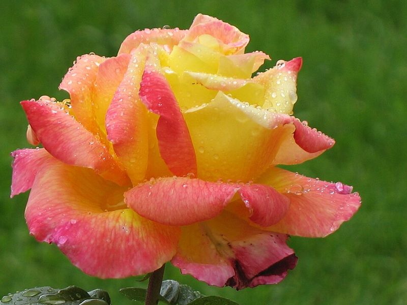 Rosa Rose, Grandi Fiori,  Meilland Rosa ‘Oriental Peace ®’ - Vaso 18