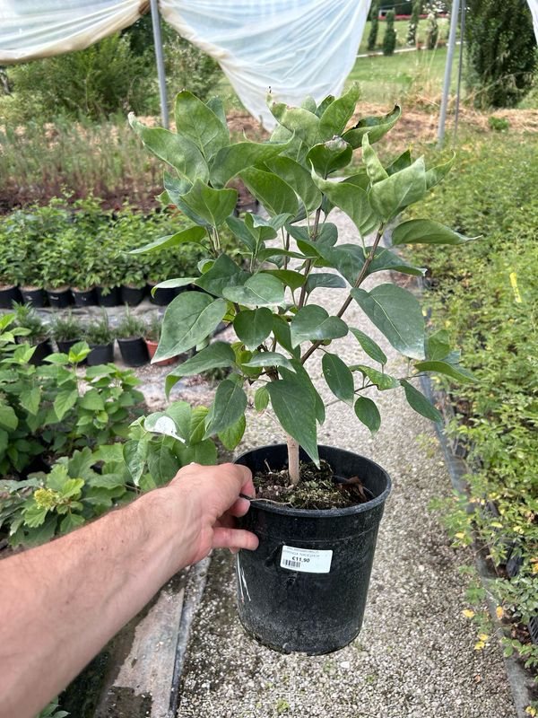 Syringa josikaea - lillà ungherese - vaso Ø17 cm