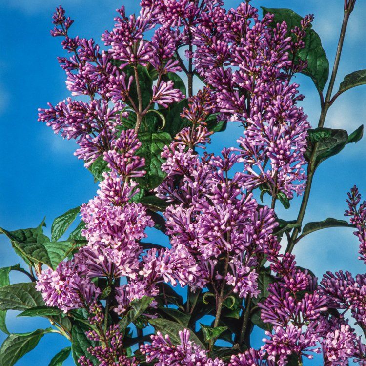 Syringa josikaea - lillà ungherese - vaso Ø17 cm Syringa josikaea - lillà ungherese - vaso Ø17 cm
