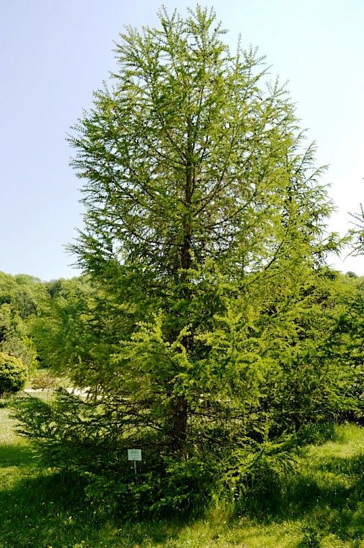 Larice alpino, Larix decidua - vaso Ø18  cm