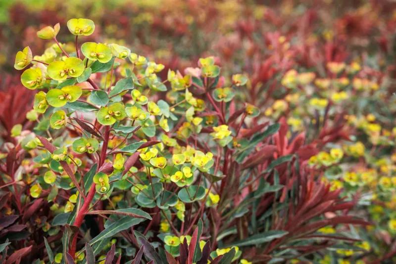 Euphorbia ‘Miner’s Merlot’ Euforbia delle balze - vaso Ø16 cm Euphorbia ‘Miner’s Merlot’ Euforbia delle balze - vaso Ø16 cm
