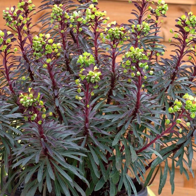 Euphorbia ‘Miner’s Merlot’ Euforbia delle balze - vaso Ø17 cm