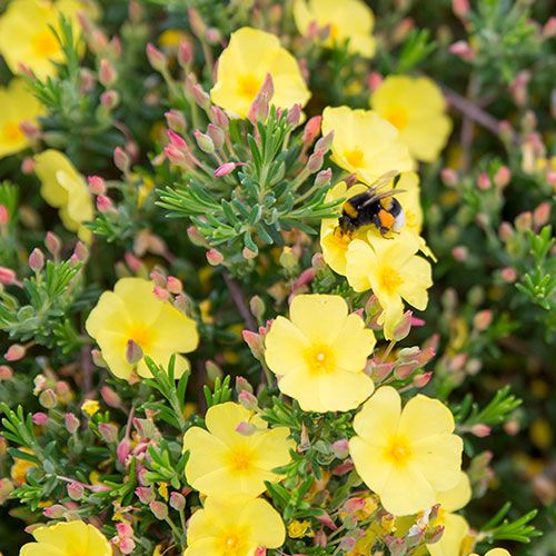 Halimium ‘April Sun’, Cisto giallo - vaso Ø15 cm Halimium ‘April Sun’, Cisto giallo - vaso Ø15 cm