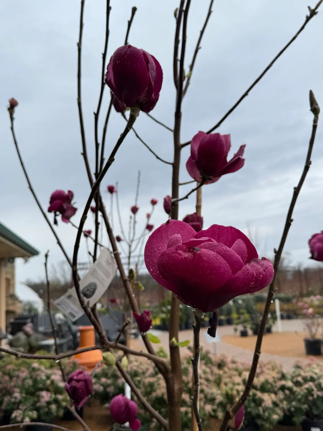 Magnolia da fiore, Magnolia ‘Black Tulip’ - vaso Ø26 cm  h 100