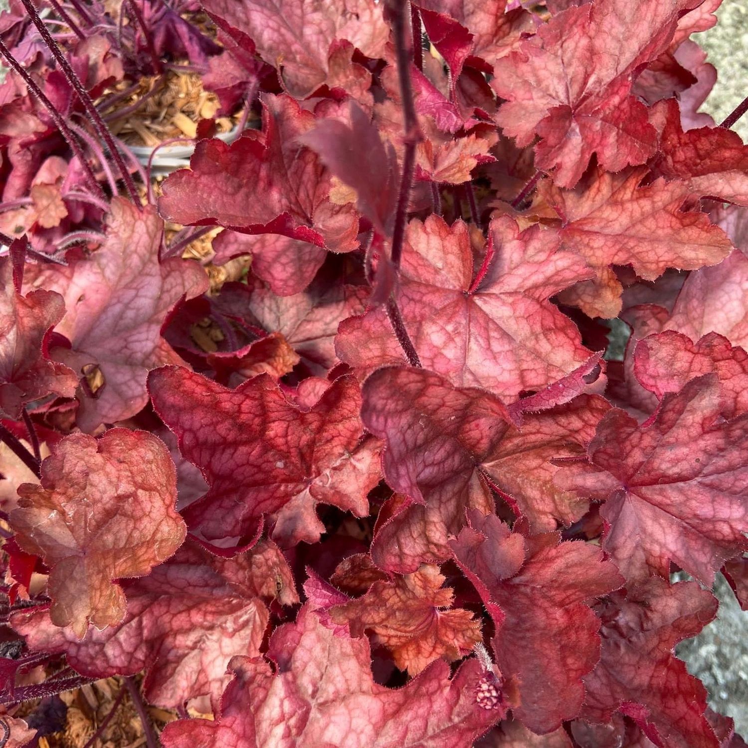 Heuchera 'Fire chief' - vaso Ø12 cm Heuchera 'Fire chief' - vaso Ø12 cm