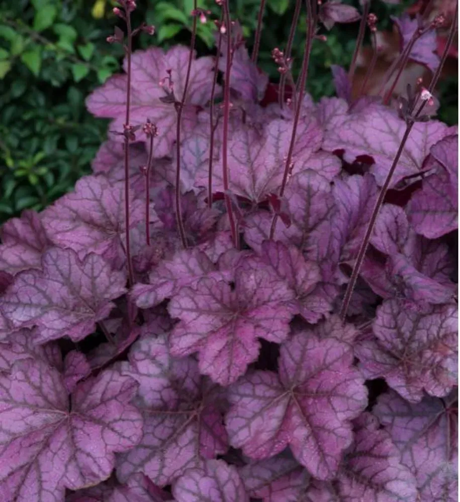 Heuchera 'Berry Smoothie' - vaso Ø12 cm