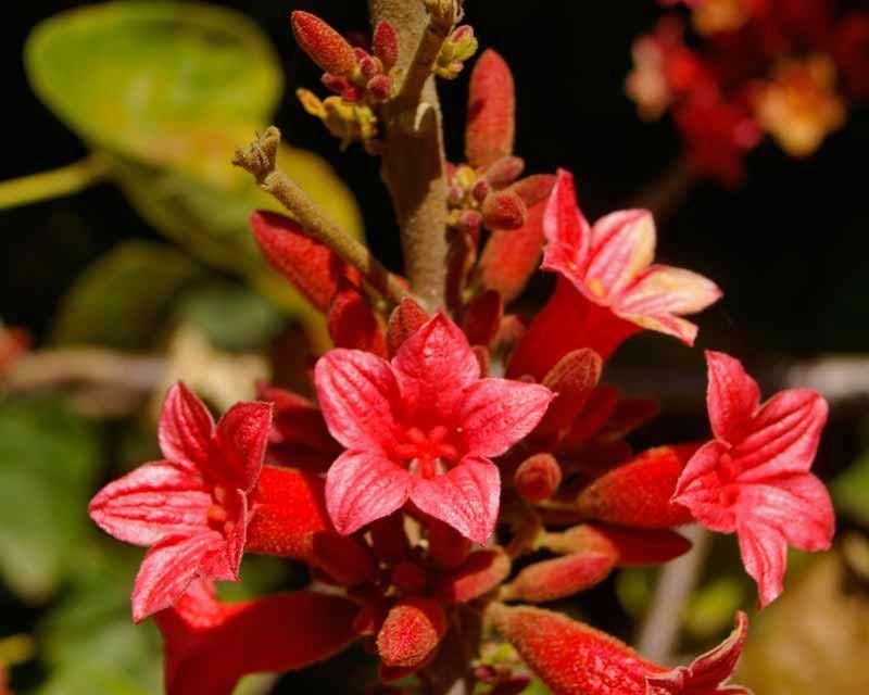 Brachychiton bidwillii - vaso 15x15x20  cm, h130 cm