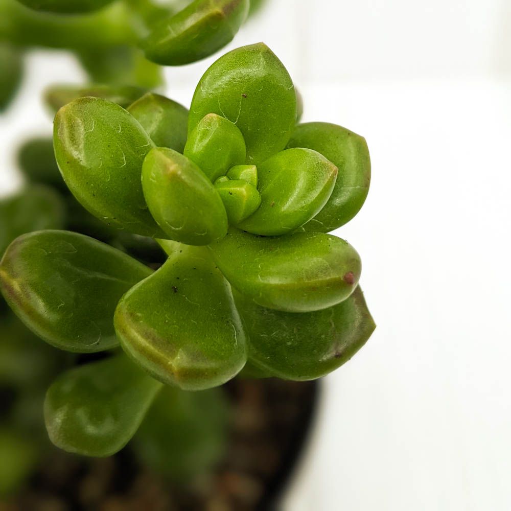 Sedum Lucidum - vaso Ø8 cm