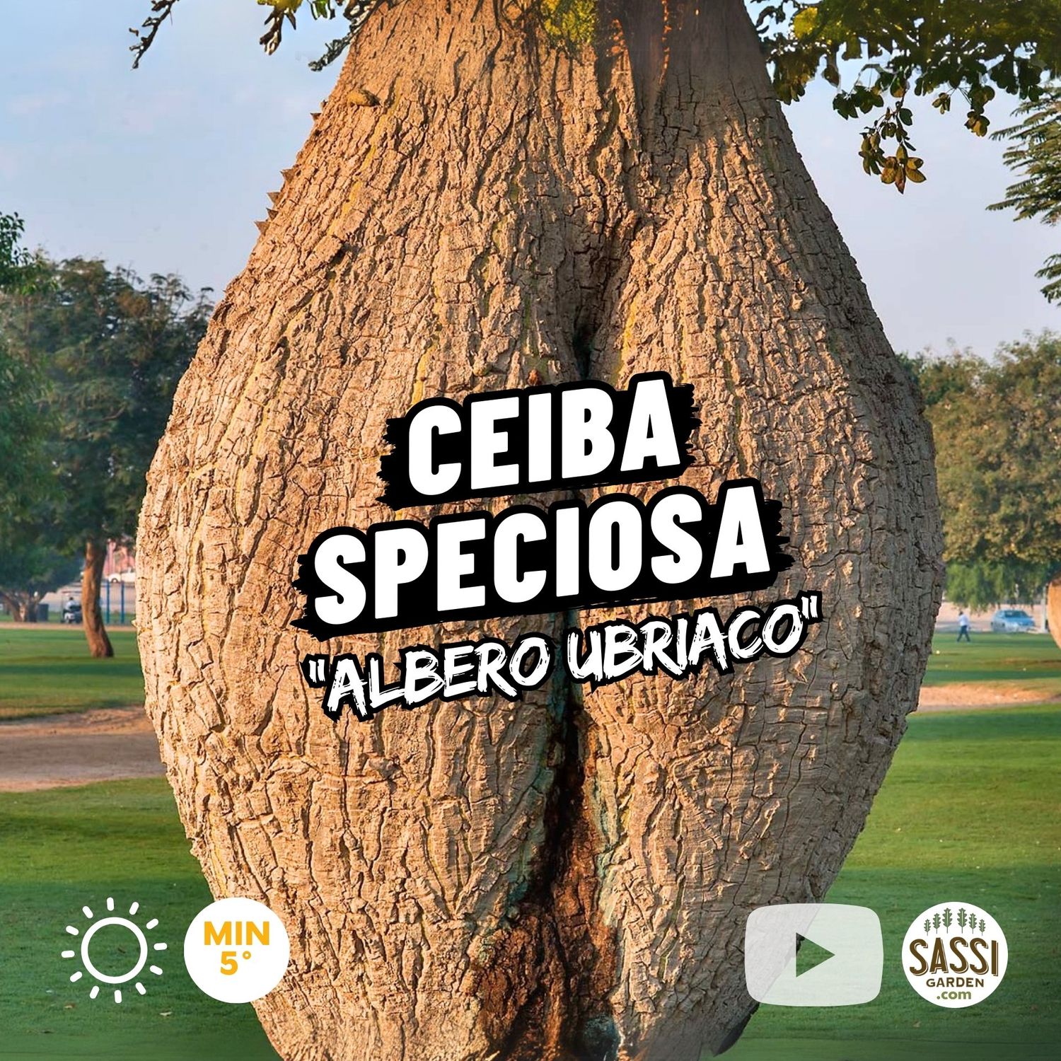 Ceiba speciosa, Chorisia, Albero bottiglia, Albero della seta, Albero ubriaco - vaso 15x15x20 cm, h 150 cm