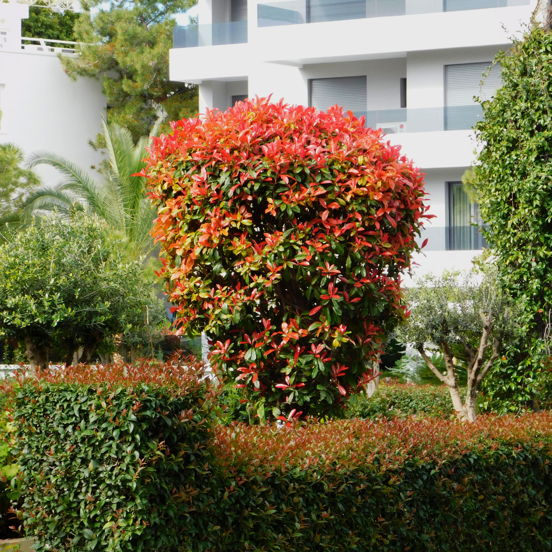 Photinia Red Robin, Photinia x fraseri, Fotinia - vaso Ø15x15x20 h 180 astone per fare alberetto