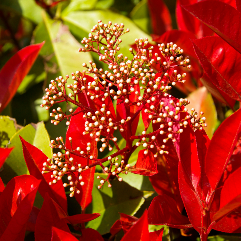 Photinia Red Robin, Photinia x fraseri, Fotinia - vaso Ø15x15x20 cm, h 180 cm astone per fare alberetto Photinia Red Robin, Photinia x fraseri, Fotinia - vaso Ø15x15x20 cm, h 180 cm astone per fare alberetto