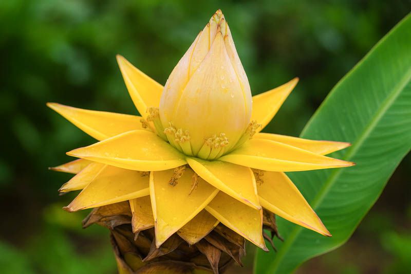 Musella lasiocarpa - vaso Ø12 cm Musella lasiocarpa - vaso Ø12 cm