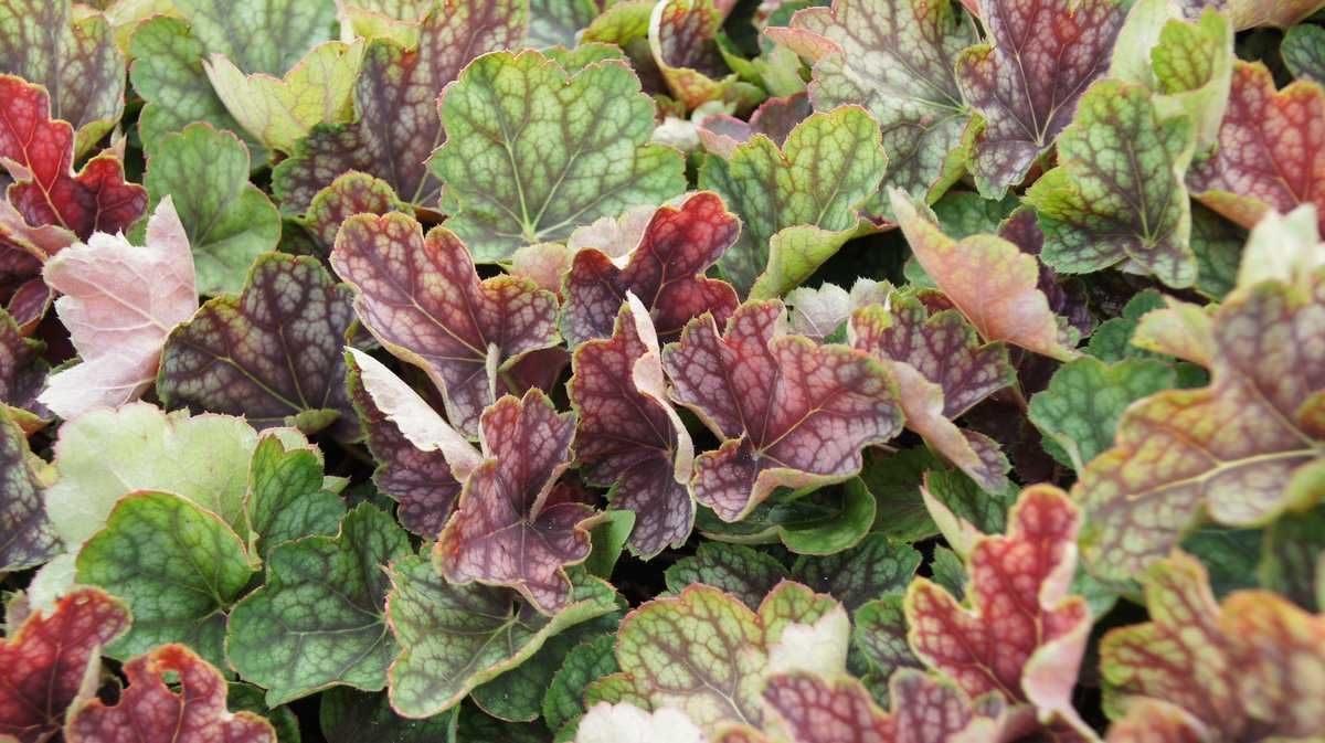Heuchera 'Beauty color' - vaso Ø12 cm
