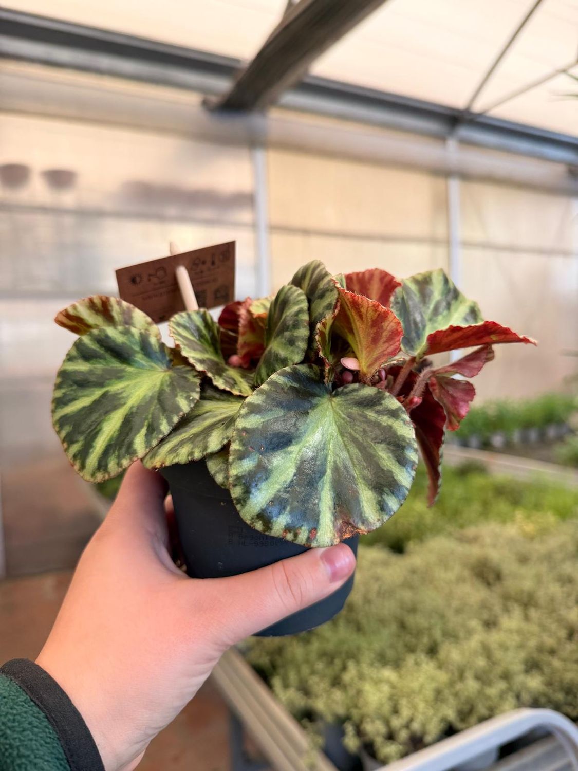 Begonia 'Gironellae' - vaso Ø12 cm