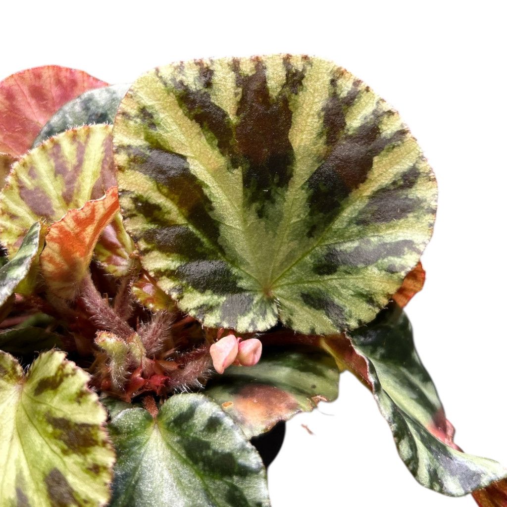 Begonia 'Gironellae' - vaso Ø12 cm