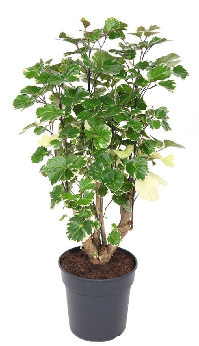 Polyscias Balfouriana - vaso Ø12 cm