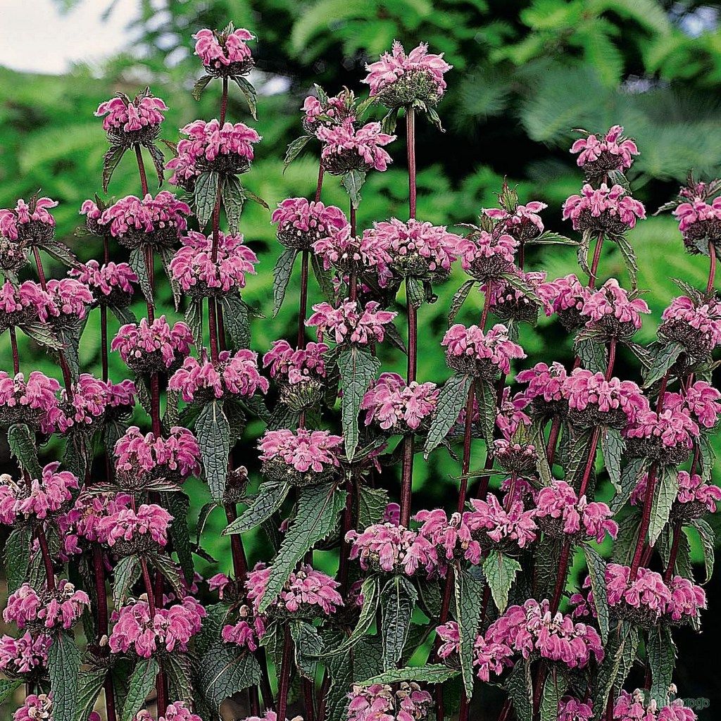 Phlomis tuberosa ‘Bronze Flamingo’  - vaso Ø17 cm