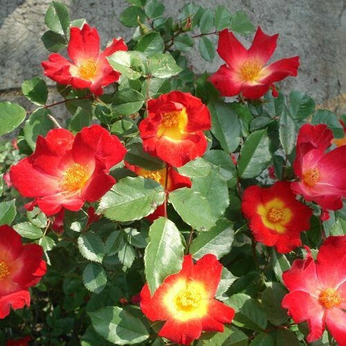 Rosa Rose, Rampicanti, Meilland Cocktail® Gpt - Vaso Ø24 cm h 150 cm