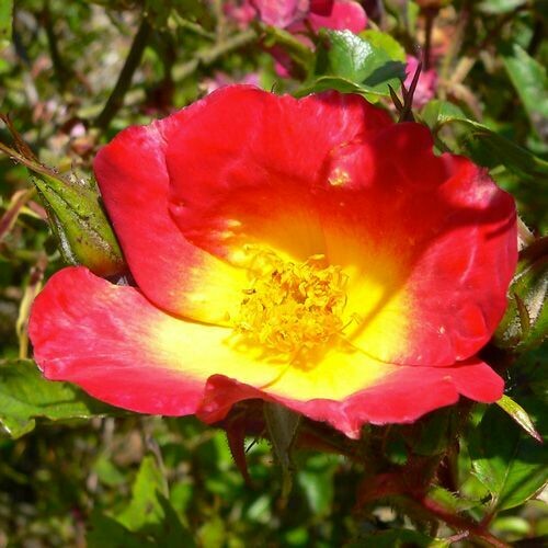 Rosa Rose, Rampicanti, Meilland Cocktail® Gpt - Vaso Ø24 cm h 150 cm Rosa Rose, Rampicanti, Meilland Cocktail® Gpt - Vaso Ø24 cm h 150 cm