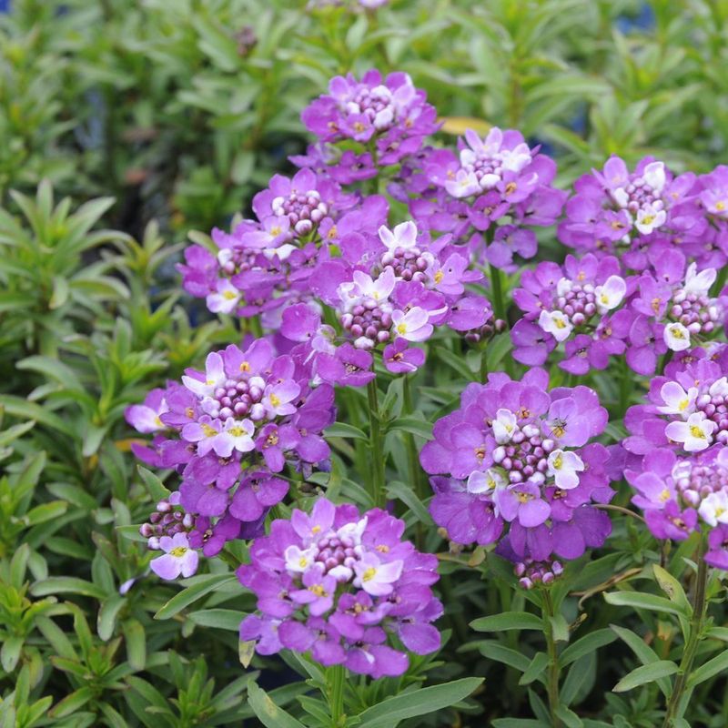 Iberis sempervirens " Absolutely Amethyst " vaso 17 Iberis sempervirens " Absolutely Amethyst " vaso 17
