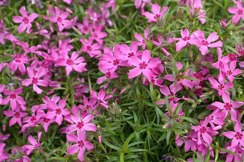 Phlox subulata ' Crimson Beauty ', Flox strisciante - vaso Ø17 cm Phlox subulata ' Crimson Beauty ', Flox strisciante - vaso Ø17 cm