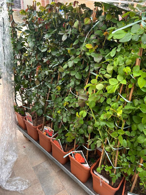 Rosa Rose - Rampicanti - Meilland Michka ® Gpt - Vaso Ø24 cm