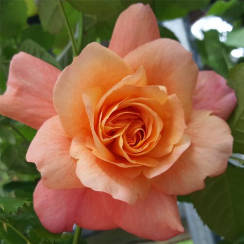 Rosa Rose - Rampicanti - Meilland Michka ® Gpt - Vaso Ø24 cm