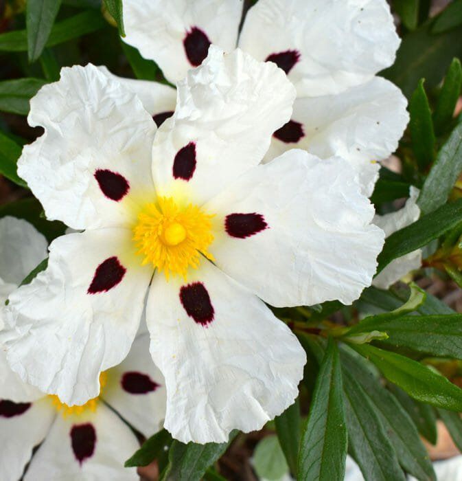 Cistus Aguilarii, Cisto - vaso Ø18 cm