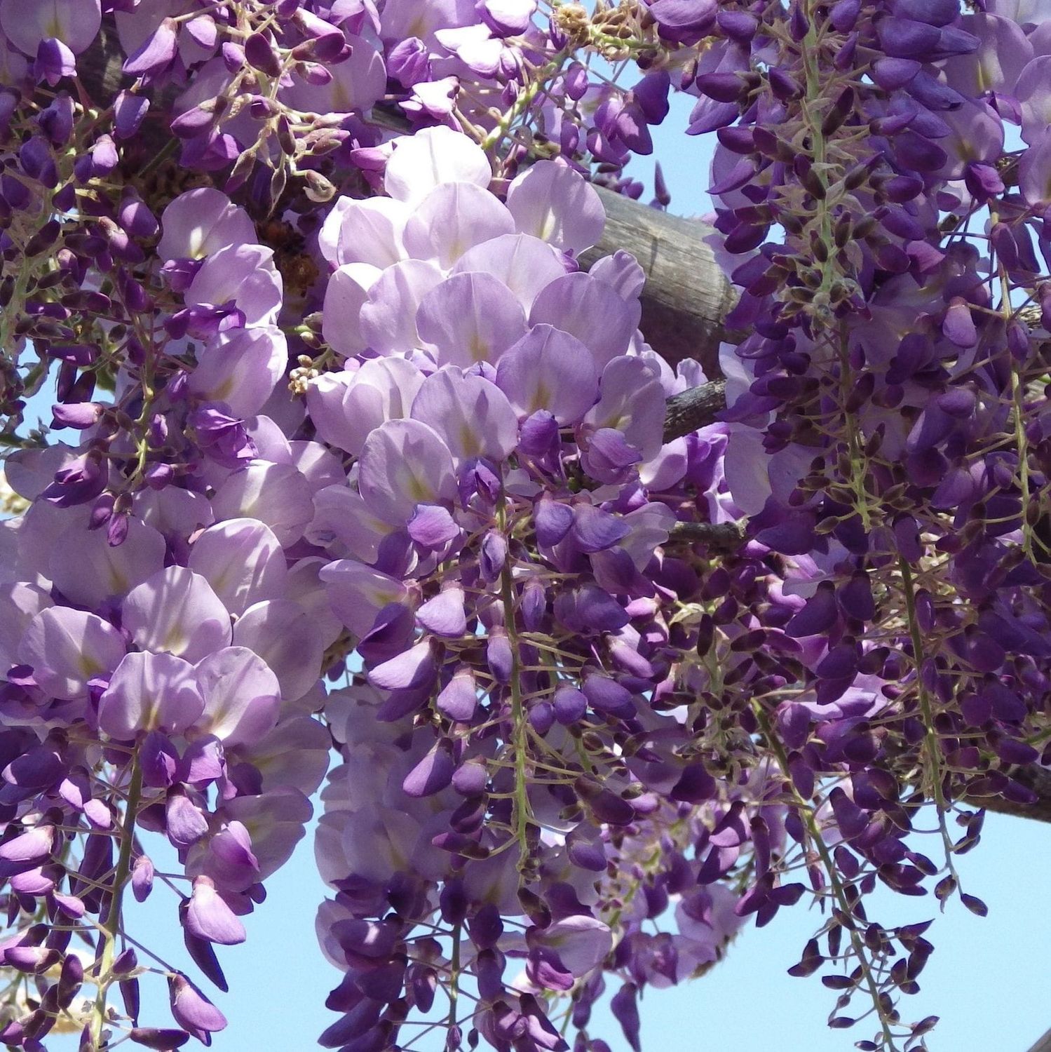 Glicine, Wisteria sinensis 'Iko Yama Fuji' - vaso Ø18 cm