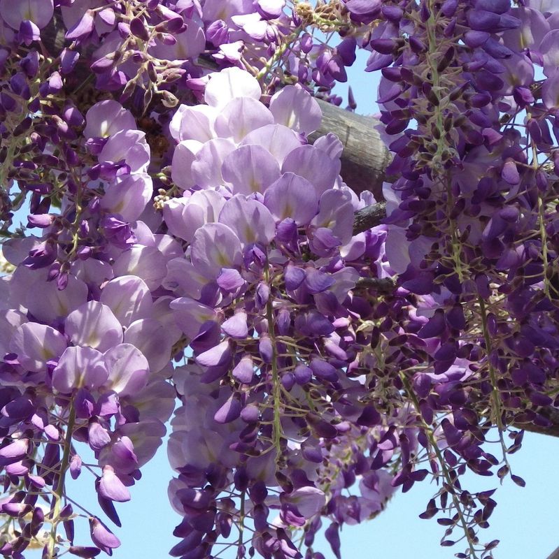 Glicine, Wisteria sinensis 'Iko Yama Fuji' - vaso Ø18 cm