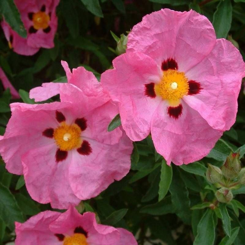 Cistus Purpureus, Cisto - vaso Ø18 cm