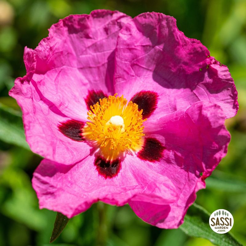 Cistus Purpureus, Cisto - vaso Ø18 cm trv