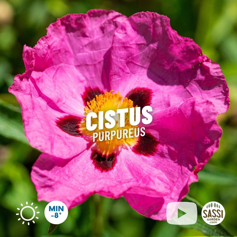 Cistus Purpureus, Cisto - vaso Ø18 cm