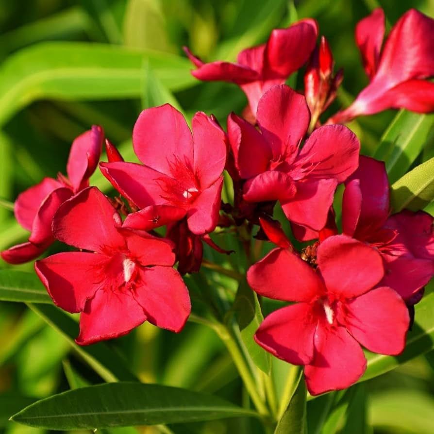 Nerium Oleander Rosso, Oleandro (fiore rosso) - vaso Ø24cm