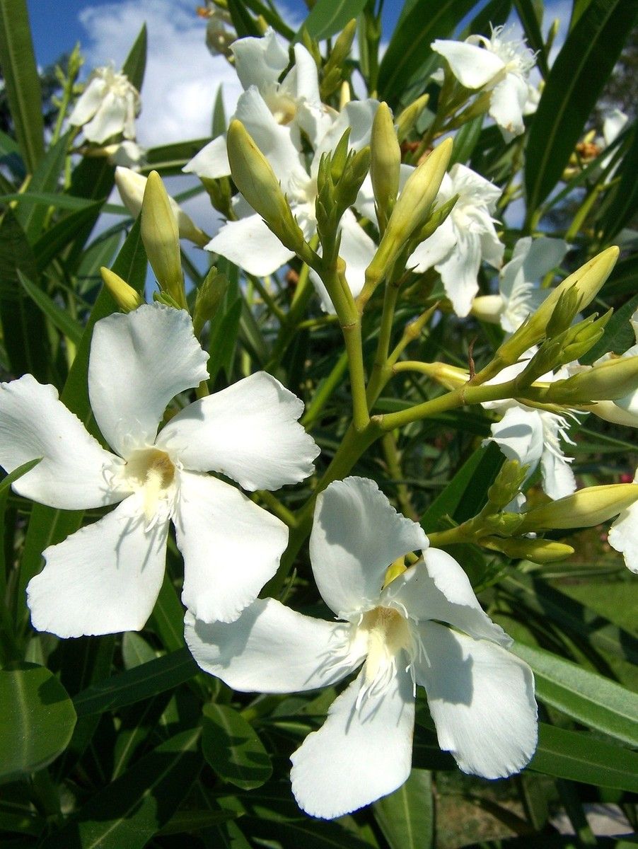 Nerium Oleander Bianco, Oleandro (fiore bianco) - vaso Ø24cm