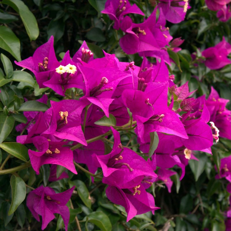 Bougainvillea sanderiana, Bouganville, Buganville - vaso Ø15 cm