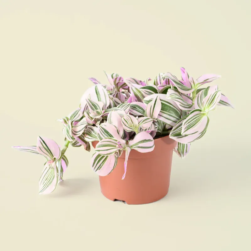 Tradescantia Unicorn , Erba Miseria, Tradescanzia - vaso Ø12cm