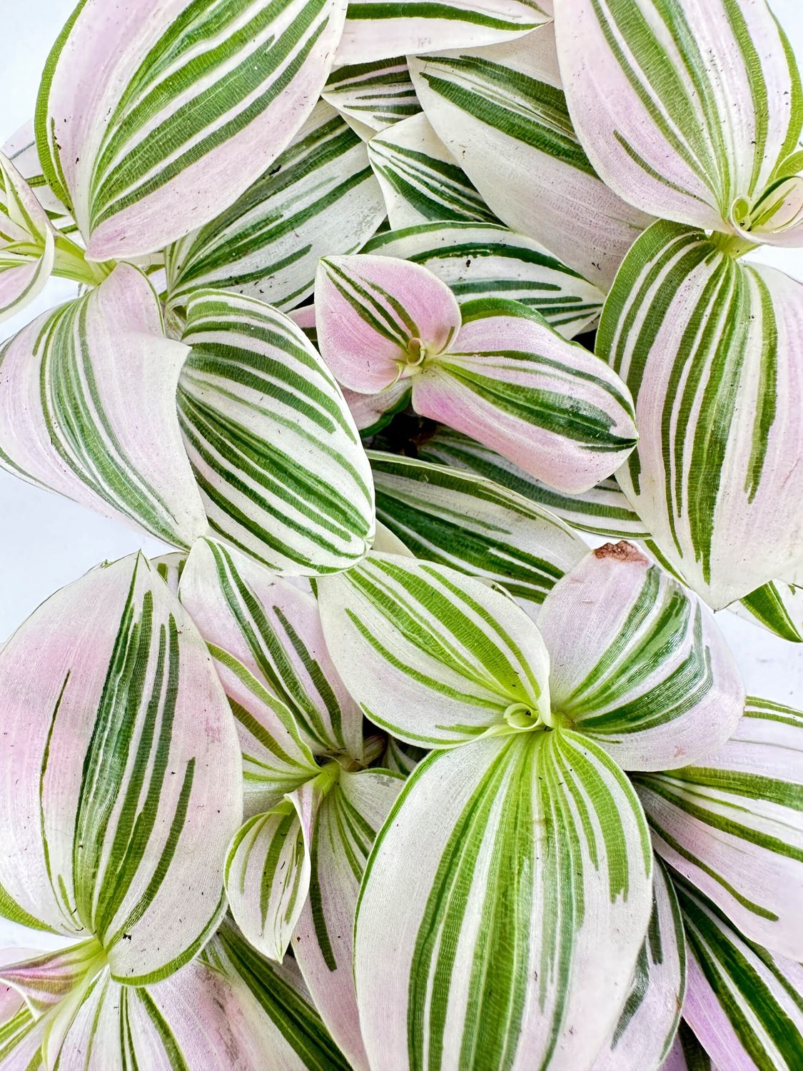 Tradescantia Unicorn , Erba Miseria, Tradescanzia - vaso Ø12cm