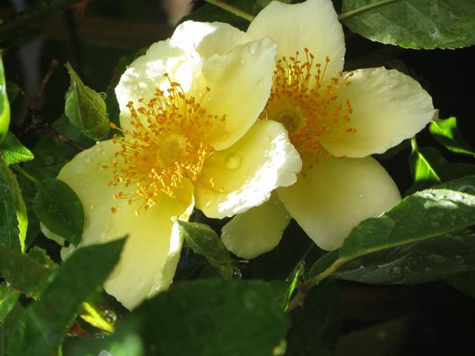 Rosa Rose, Rampicanti, Rosa ‘ Mermaid ’ - vaso Ø18 cm h 30